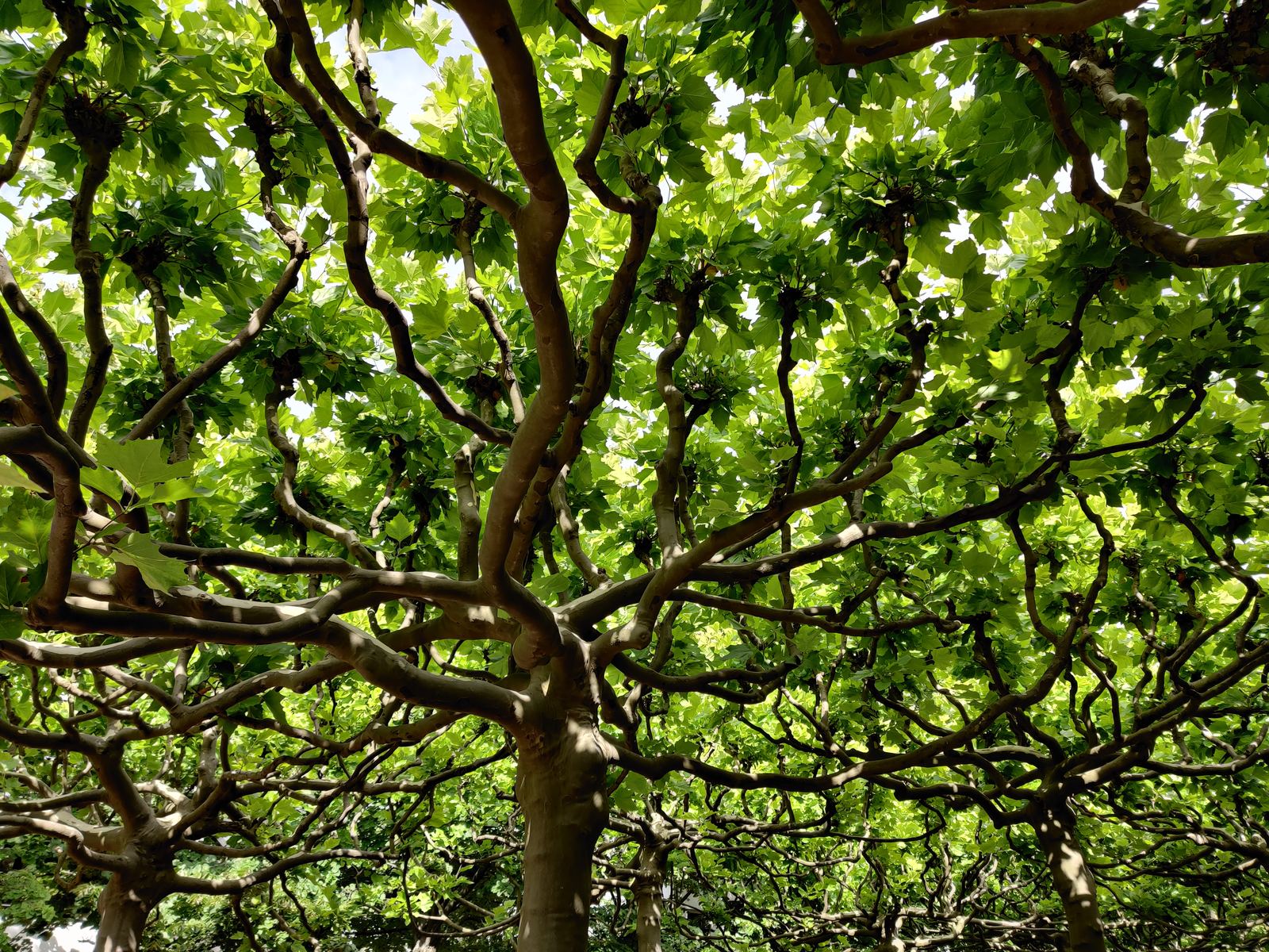 Tree canopy looking upward through spreading branches and bright green leaves